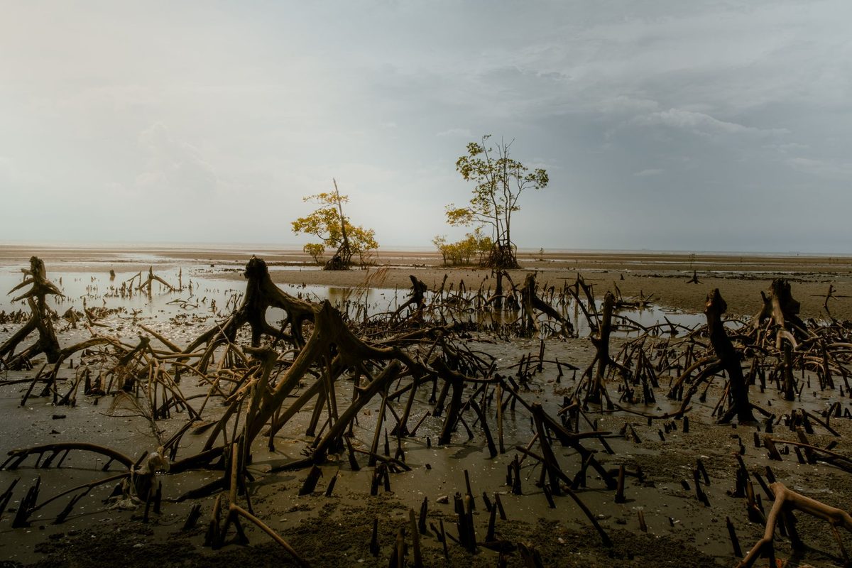 Sandflats in Rangataua Bay at low tide
